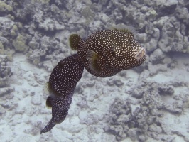 97 Spotted Puffers (mating  ) IMG 2465